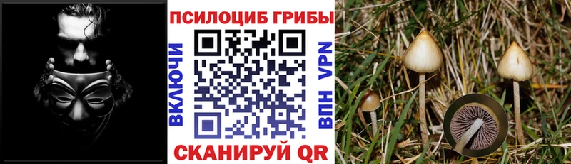 ссылка на мегу как зайти  Макарьев  Галлюциногенные грибы GOLDEN TEACHER 